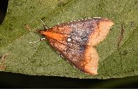 物種:Lipararchis tranquillalis 攝影:吳士緯